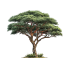 Acacia