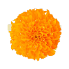 African Orange Flower