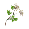 Angelica