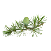 Atlas Cedar