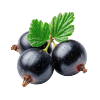 Blackcurrant