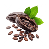 Cacao