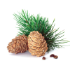 Cedarwood