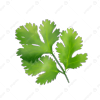 Coriander