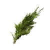 Cypress