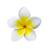 Frangipani