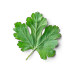 Galbanum