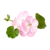 Geranium