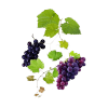 Grapevine