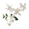 Hedione