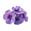 Heliotrope