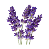 Hyssop