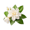 Jasmine