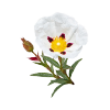 Labdanum