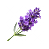 Lavander