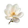 Magnolia