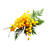 Mimosa