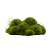 Moss