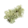 Oakmoss