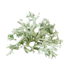 Oakmoss