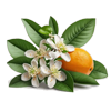 Orange Blossom