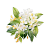 Osmanthus
