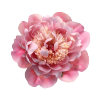Peony