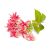 Rangoon Creeper