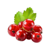 Red Currant