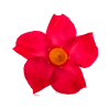 Red Jasmine