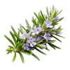 Rosemary