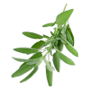 Sage
