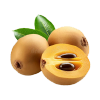 Sapodilla