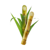 Sugar Cane