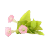 Tobacco Blossom