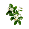 Tunisian Neroli