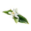 Tunisian Orange Blossom