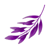 Violet Leaves