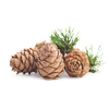 Virginian Cedar