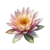 Water Lily