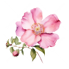 Wild Rose