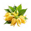 Ylang Ylang